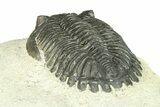 Hollardops Trilobite Fossil - Ofaten, Morocco #287464-5